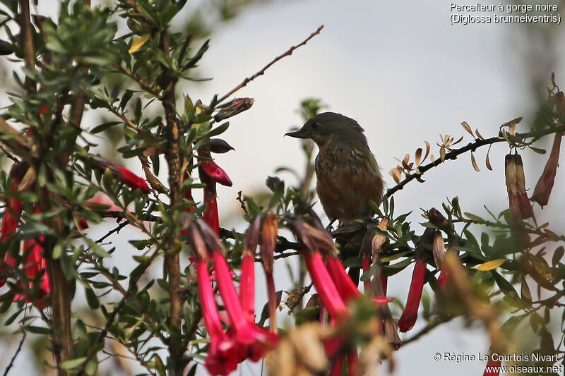 Black-throated Flowerpiercerimmature