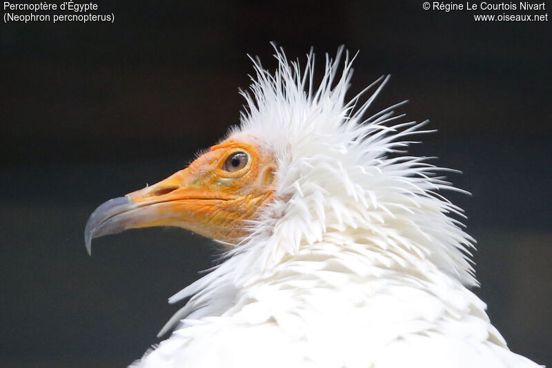 Egyptian Vulture