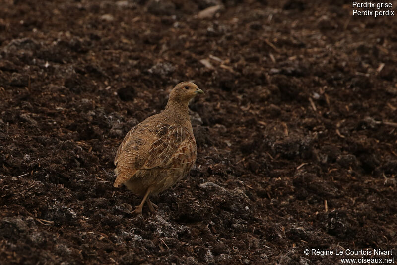 Grey Partridge