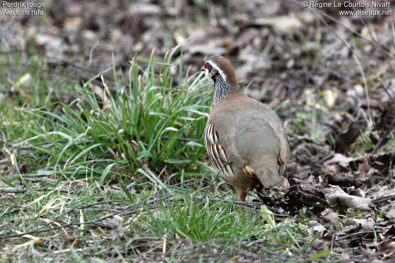 Red-legged Partridge