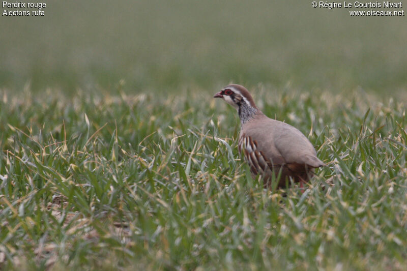 Red-legged Partridge