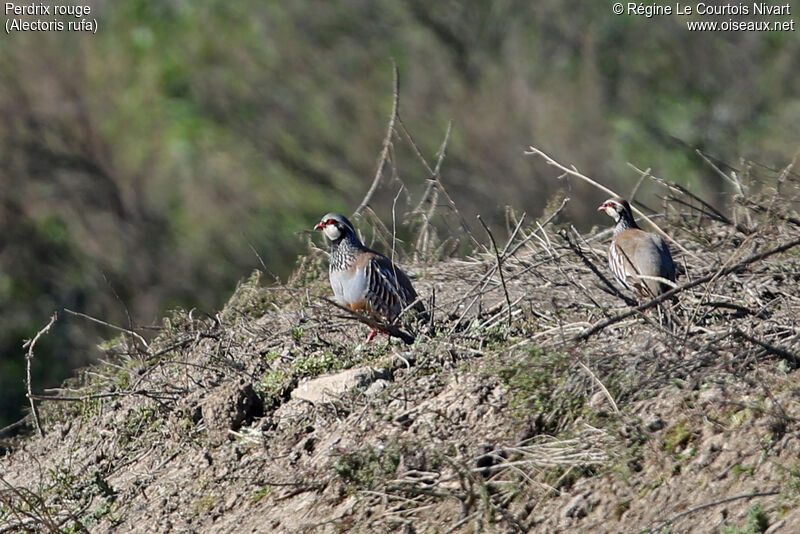 Red-legged Partridge