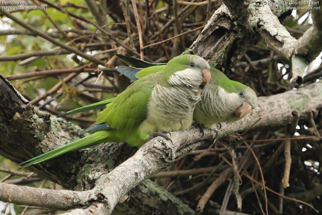 Perriche veuveadulte