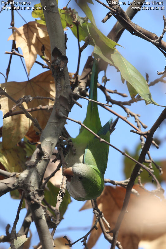 Monk Parakeet