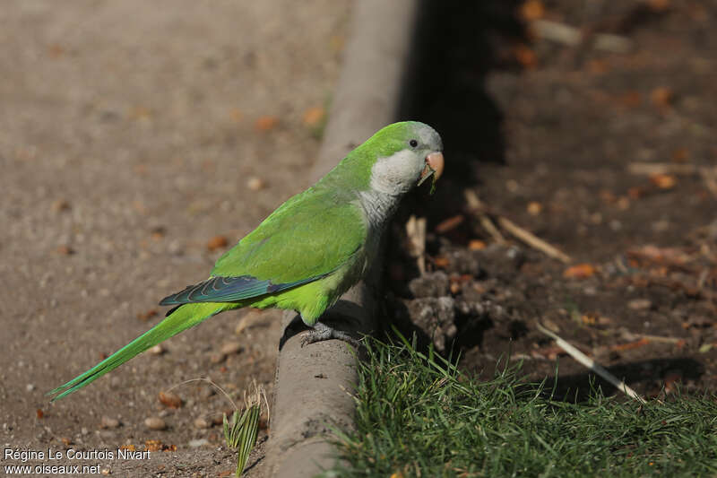 Monk Parakeetadult, identification