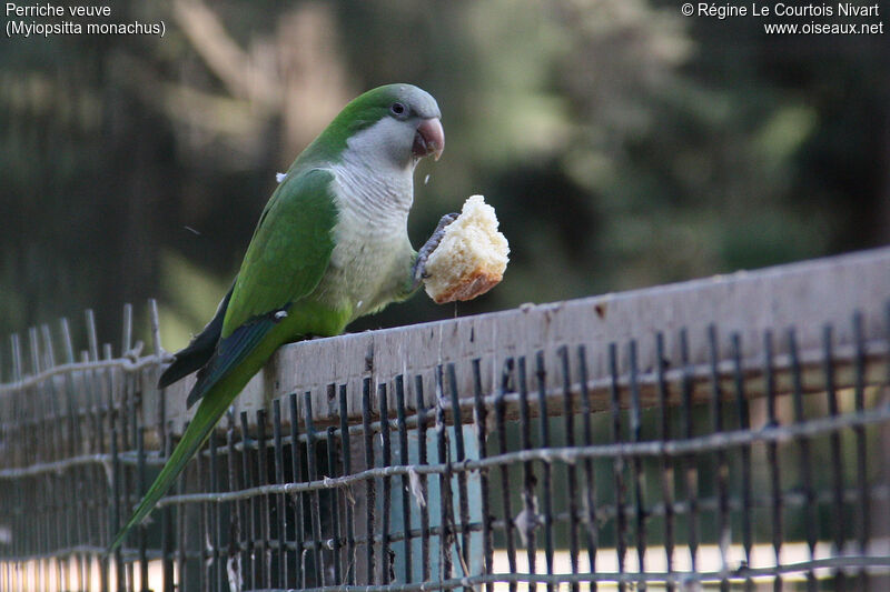 Monk Parakeet