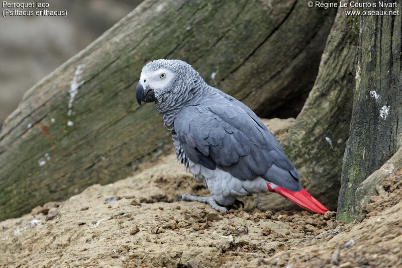 Grey Parrot