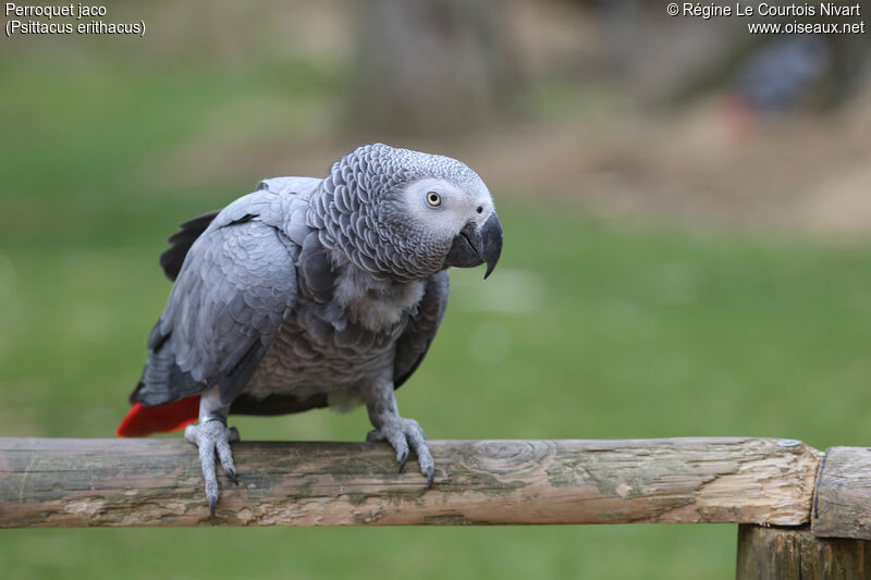 Grey Parrot