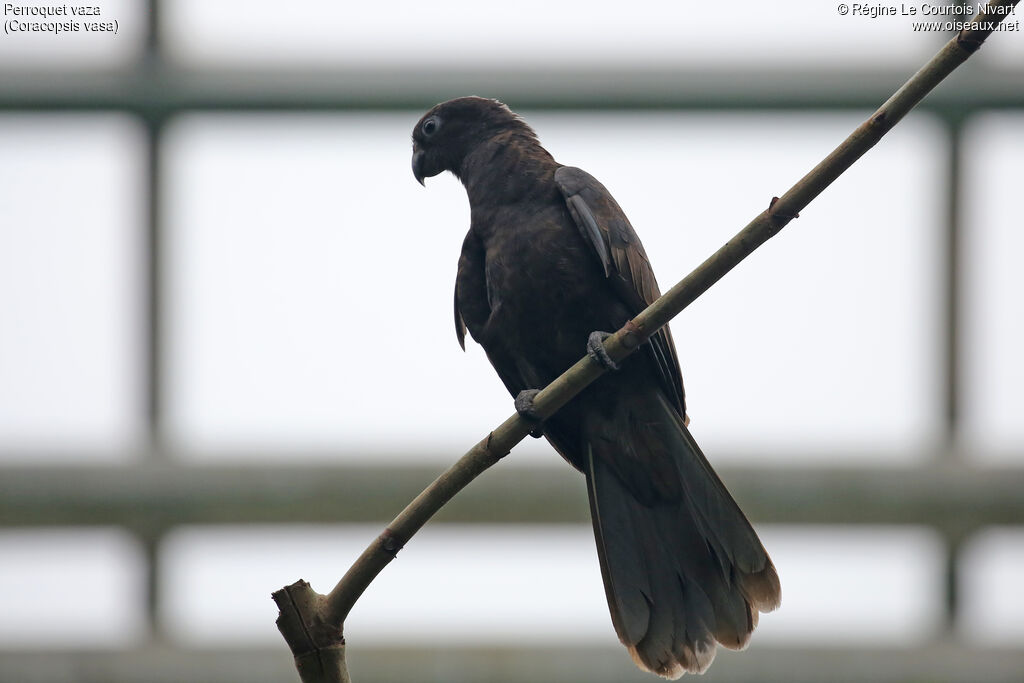 Perroquet vaza - Grand Vaza<br />