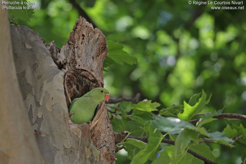 Rose-ringed Parakeet