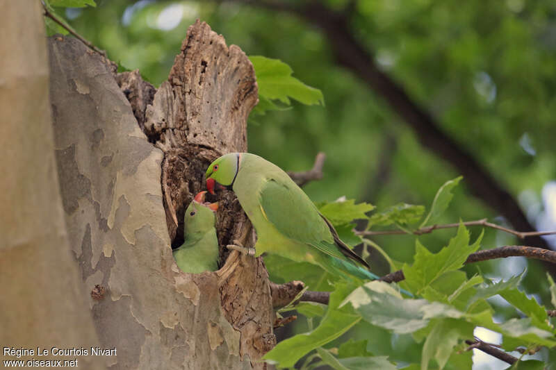 Rose-ringed Parakeetadult, Reproduction-nesting