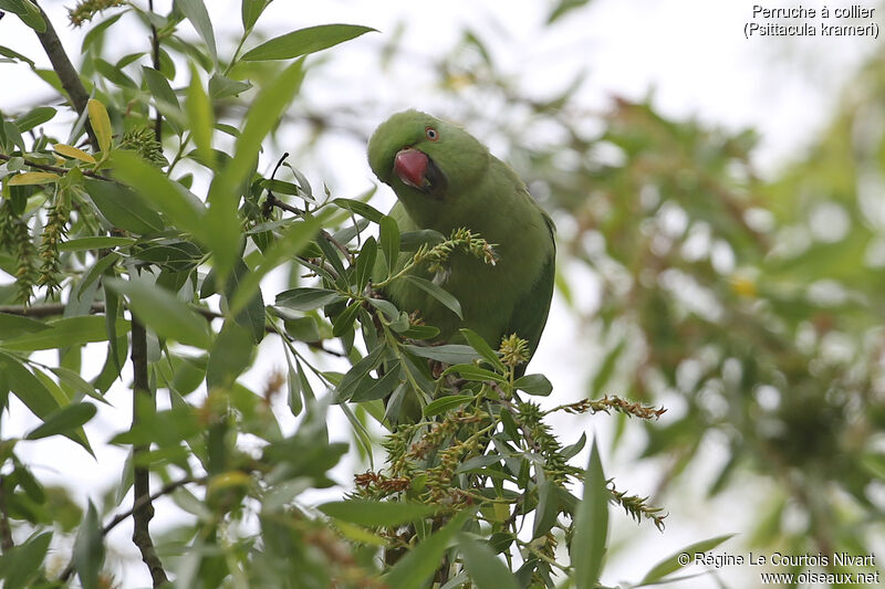 Rose-ringed Parakeet