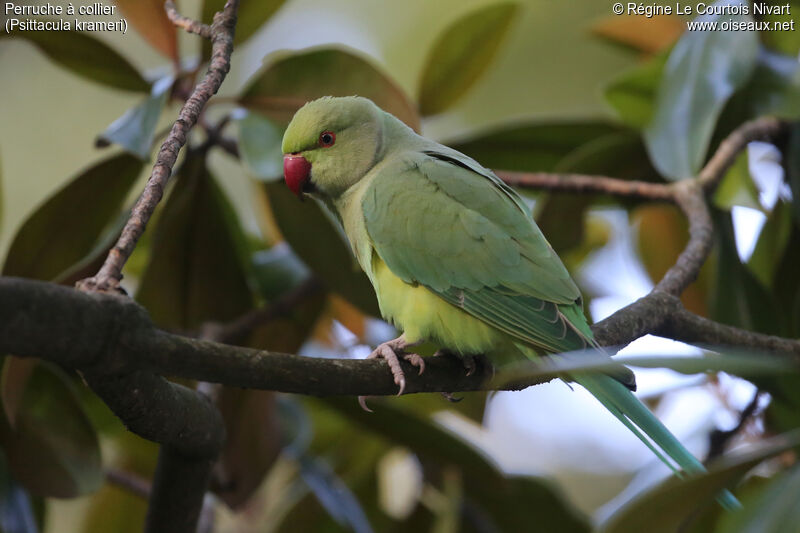 Rose-ringed Parakeet