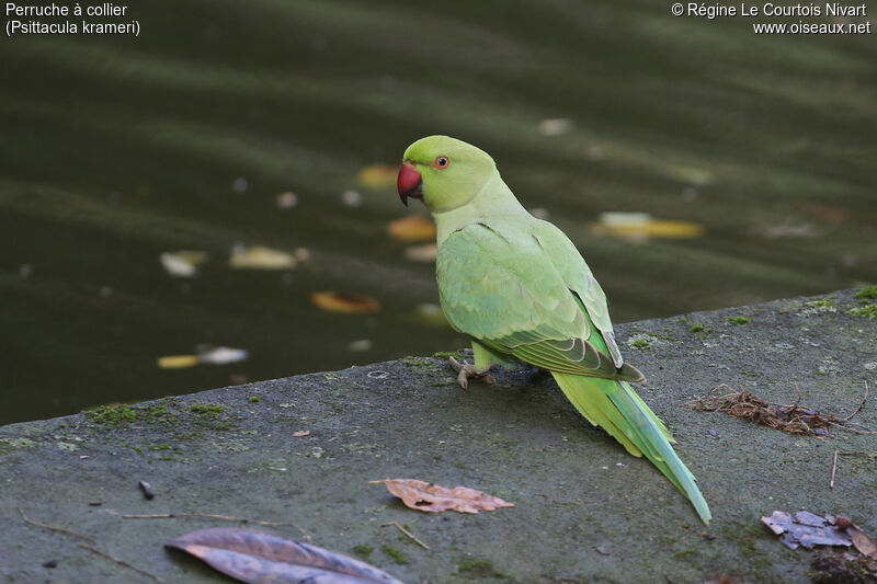 Rose-ringed Parakeet