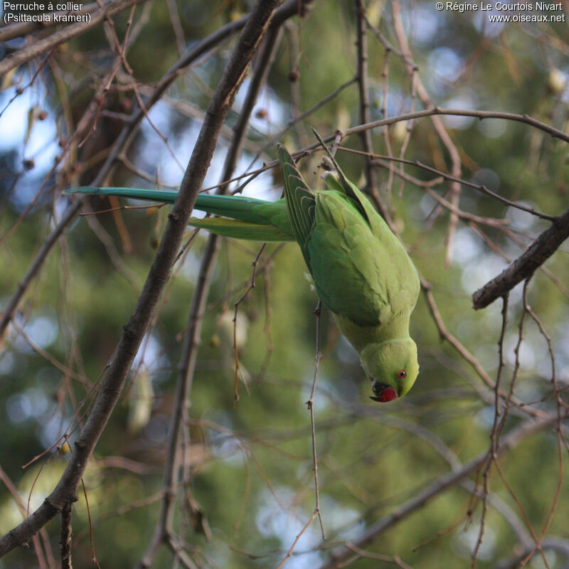 Rose-ringed Parakeet