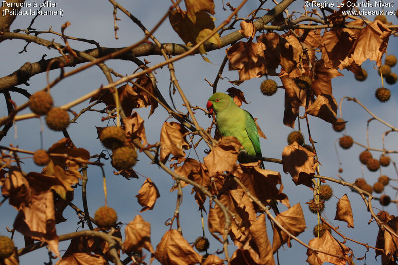 Rose-ringed Parakeet