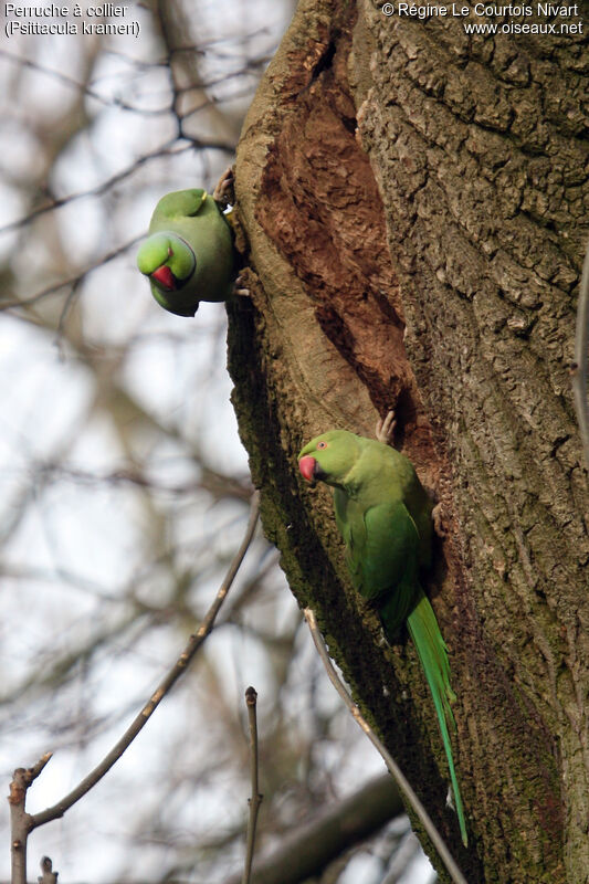 Rose-ringed Parakeetadult