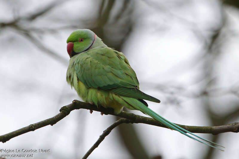 Perruche à collier mâle adulte, identification