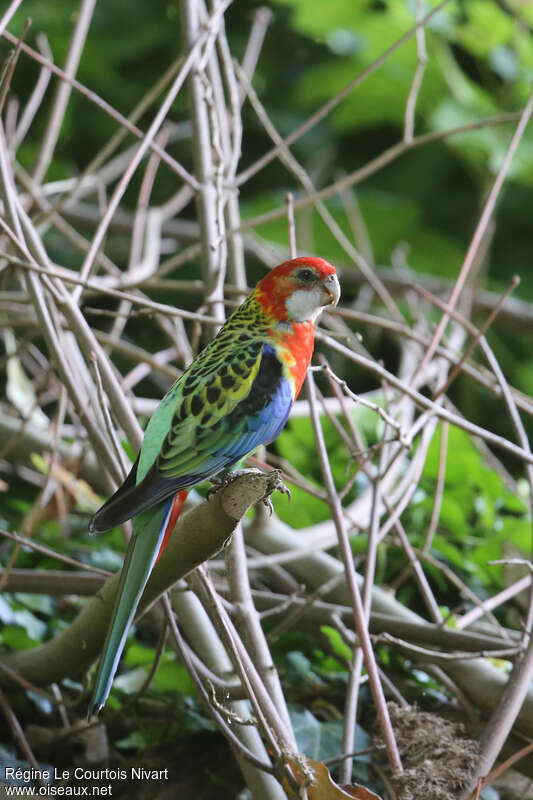 Eastern Rosella, identification