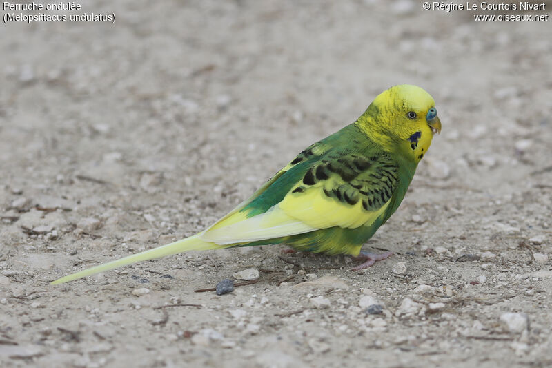 Budgerigar