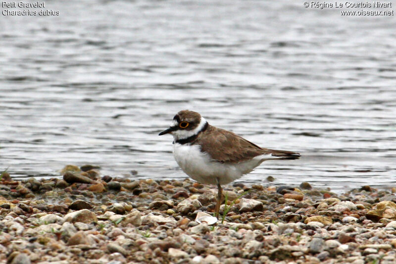 Little Ringed Plover