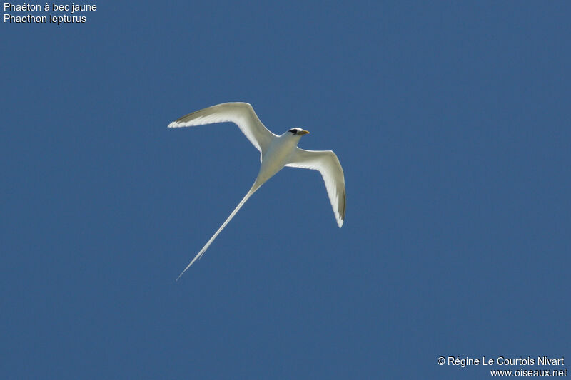 White-tailed Tropicbirdadult, Flight