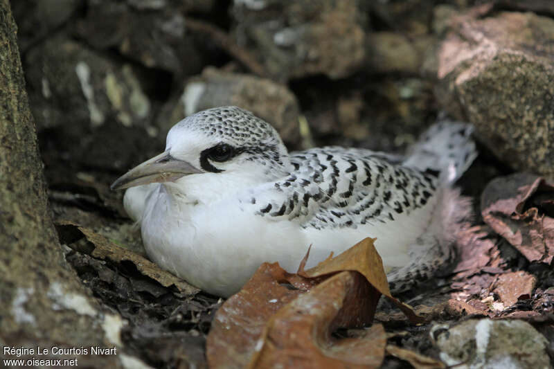 White-tailed Tropicbirdjuvenile, Reproduction-nesting