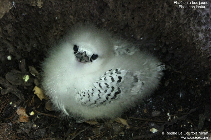 White-tailed Tropicbirdjuvenile, Reproduction-nesting