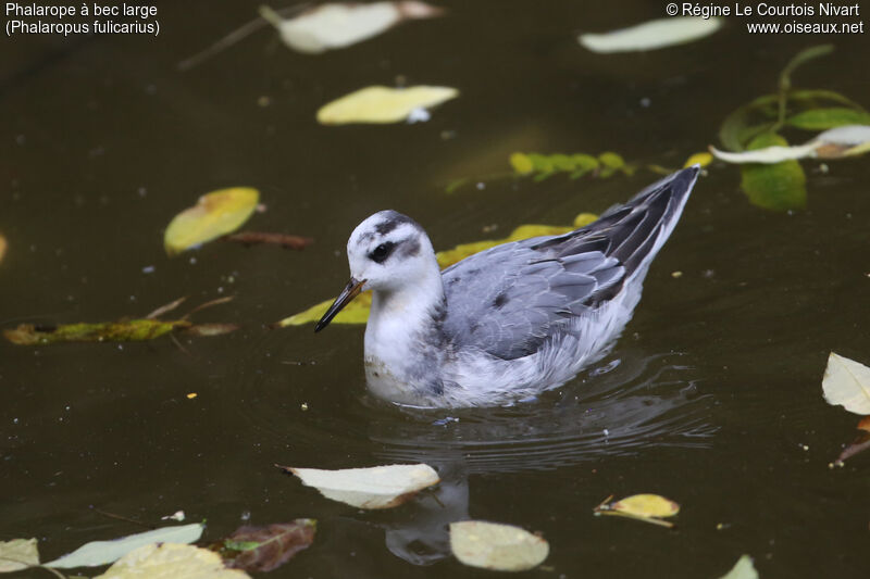 Phalarope à bec large1ère année