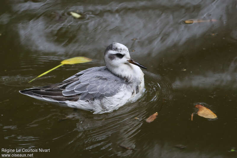 Phalarope à bec largeadulte transition, pigmentation