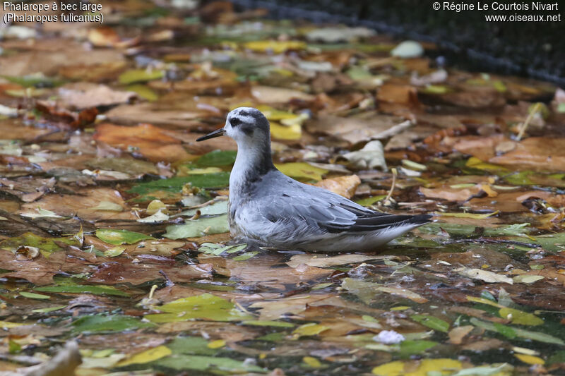 Phalarope à bec largeadulte transition