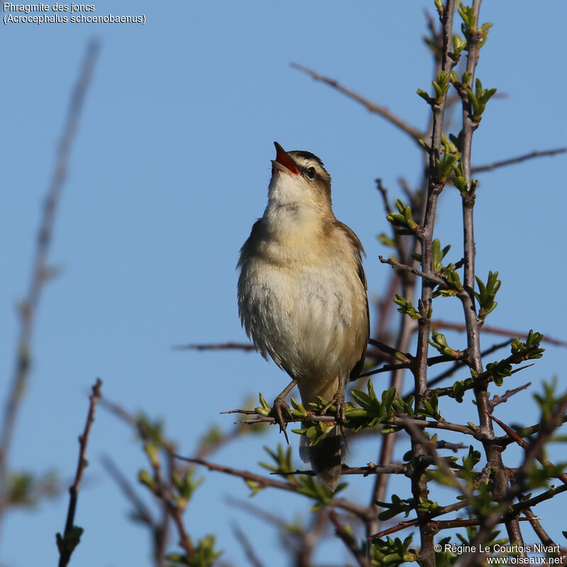 Sedge Warbler