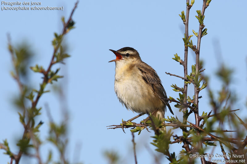 Sedge Warbler