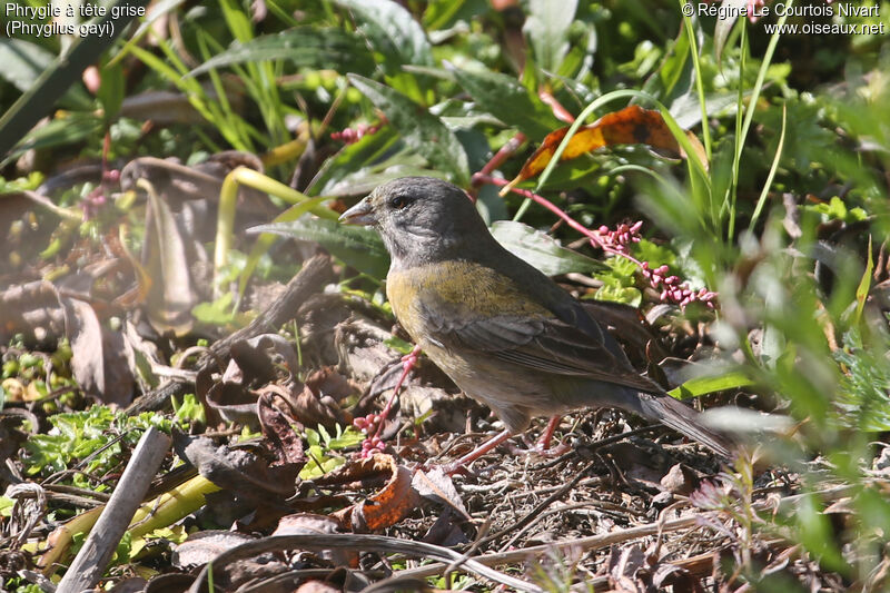 Grey-hooded Sierra Finch female