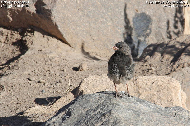 Mourning Sierra Finch