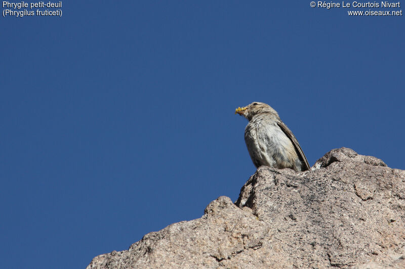 Mourning Sierra Finch