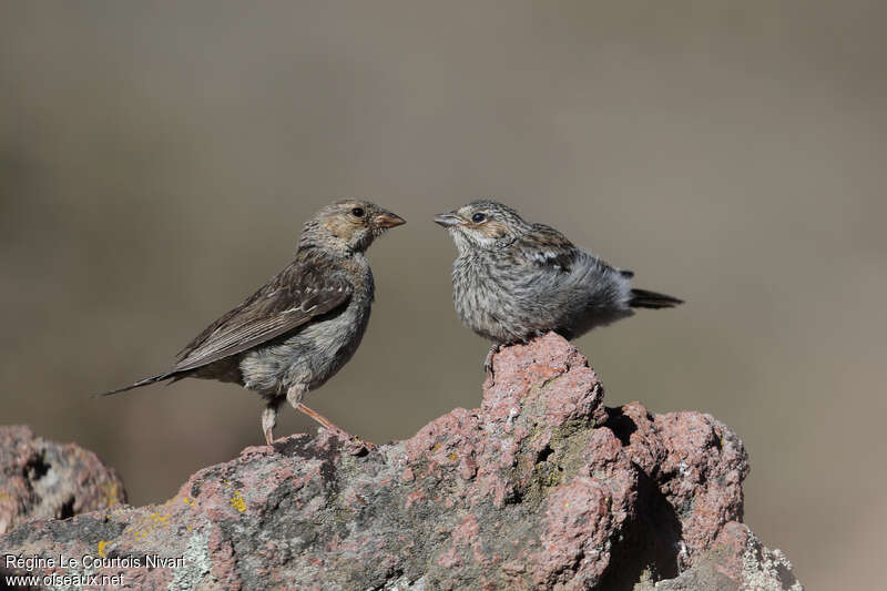 Mourning Sierra Finch, Behaviour