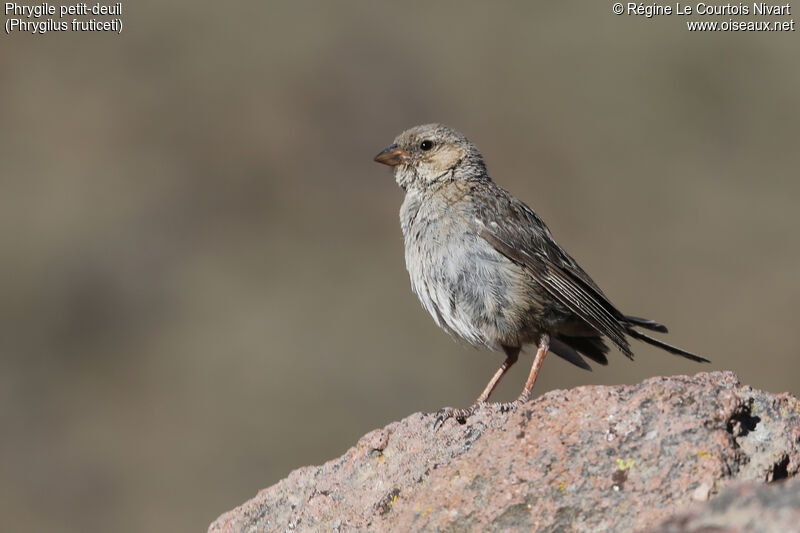 Mourning Sierra Finch