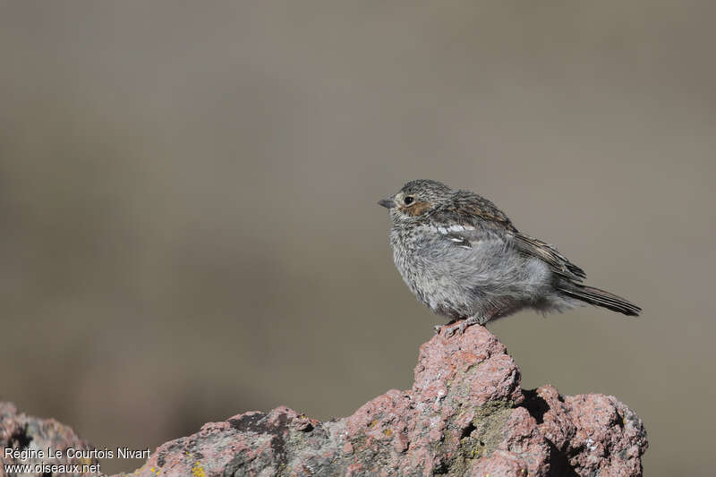 Mourning Sierra Finchjuvenile