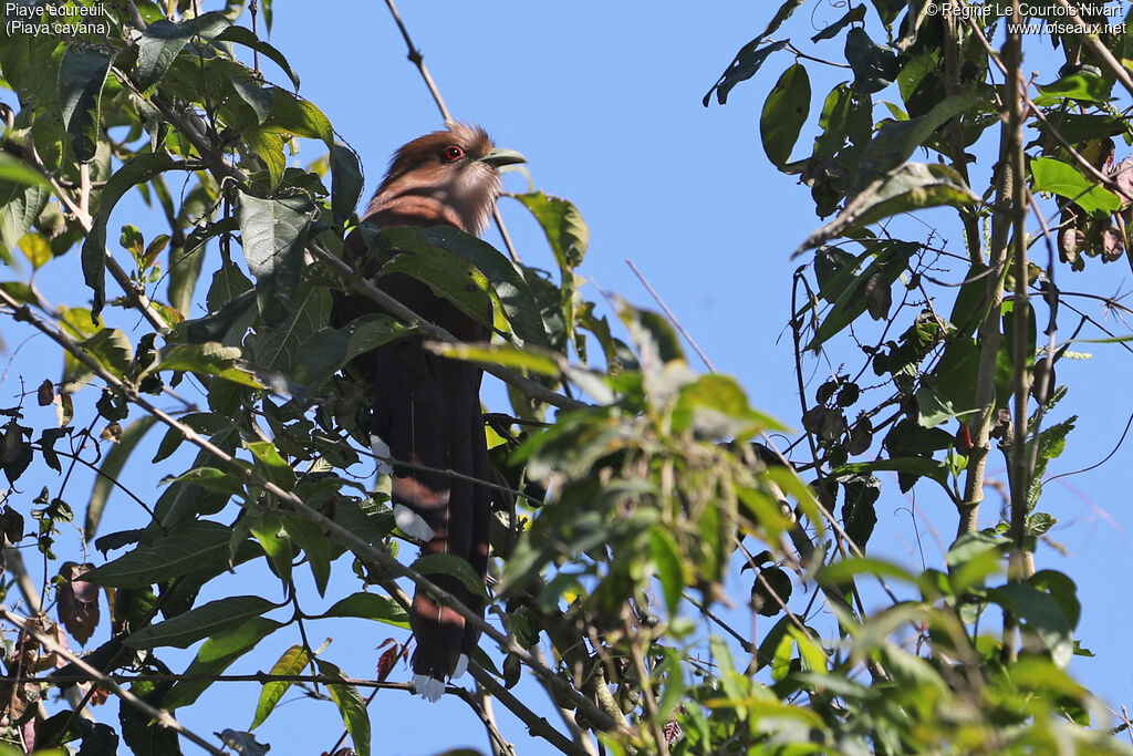 Piaye écureuil