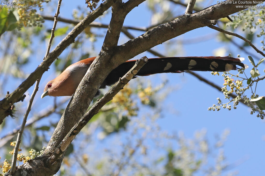 Piaye écureuil