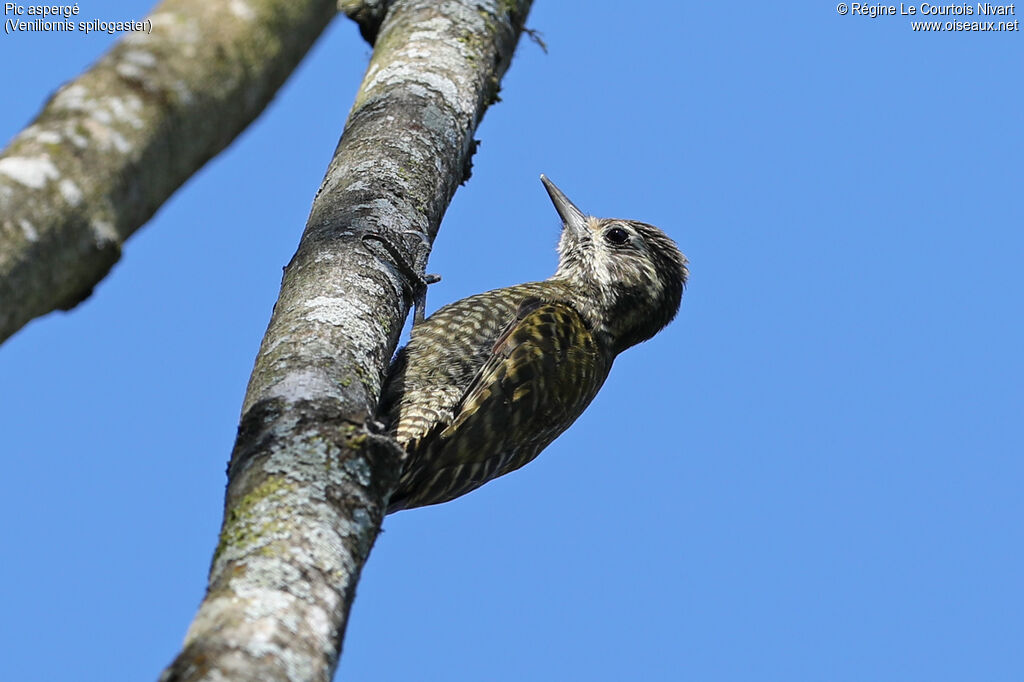 White-spotted Woodpecker