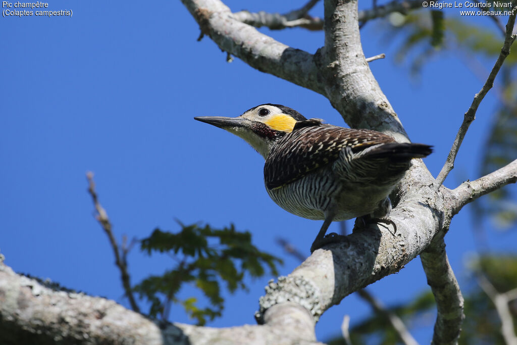 Campo Flicker