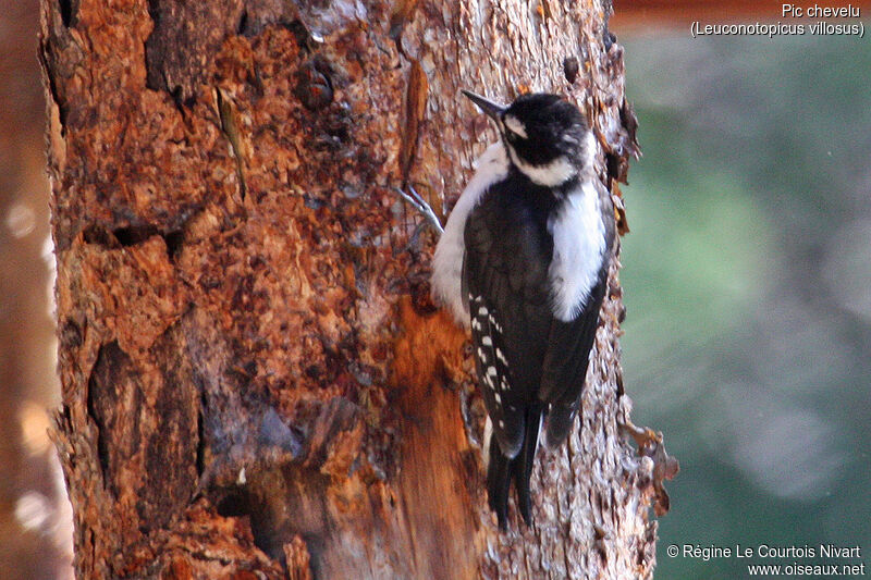 Hairy Woodpecker female