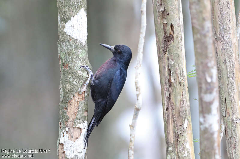 Guadeloupe Woodpeckeradult, identification