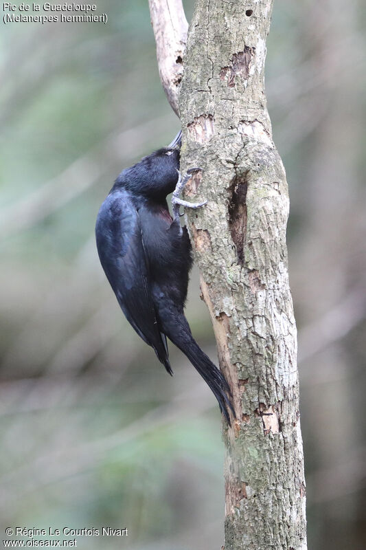 Guadeloupe Woodpecker