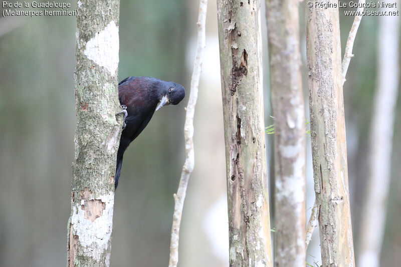 Guadeloupe Woodpecker