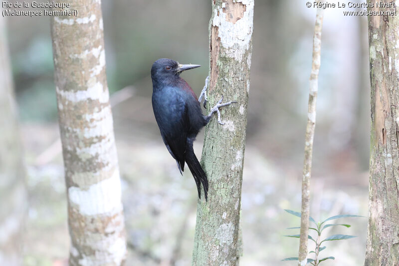 Guadeloupe Woodpecker