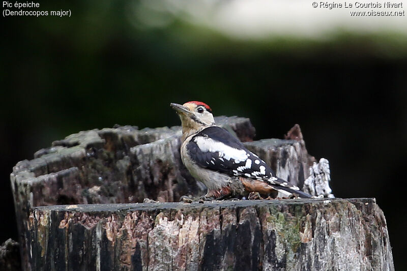 Great Spotted Woodpeckerjuvenile