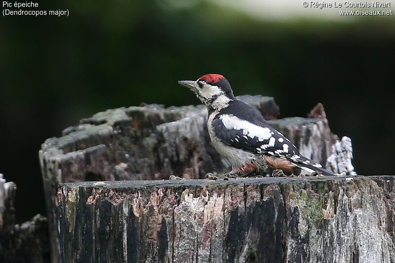 Great Spotted Woodpeckerjuvenile